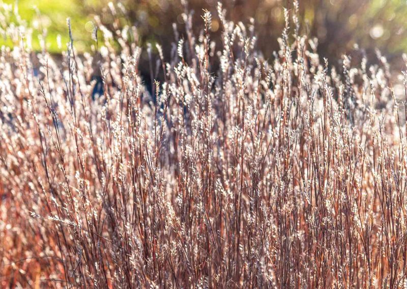 Little Bluestem