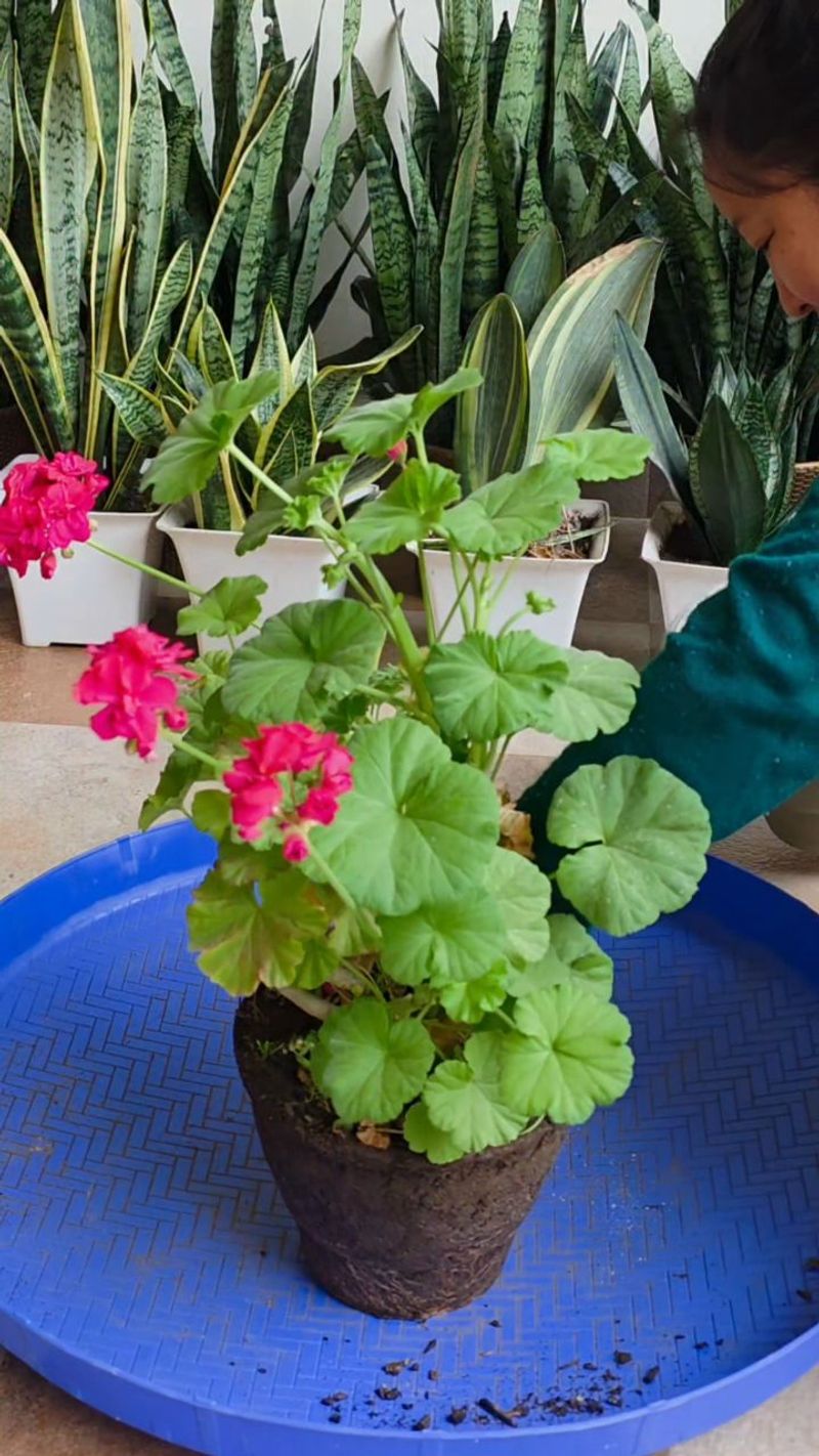 Consider Repotting Root-Bound Plants