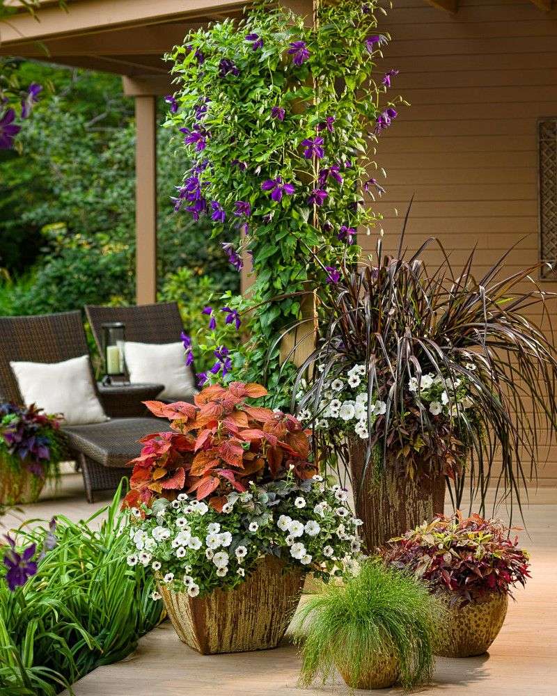 Protect Clematis Growing in Pots