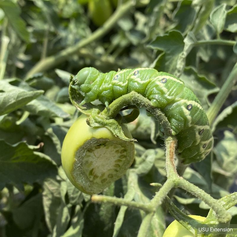 Pests Or Diseases