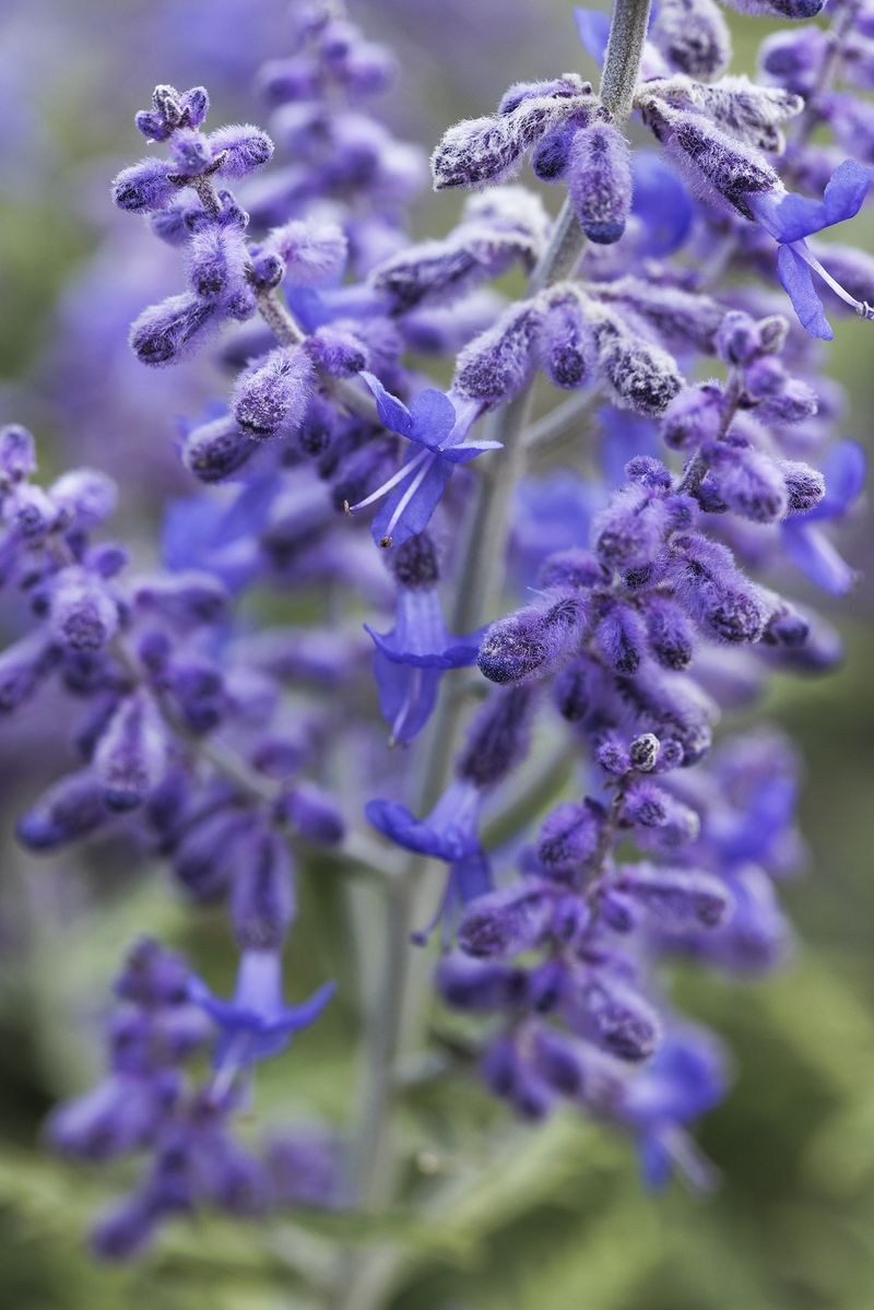 Russian Sage