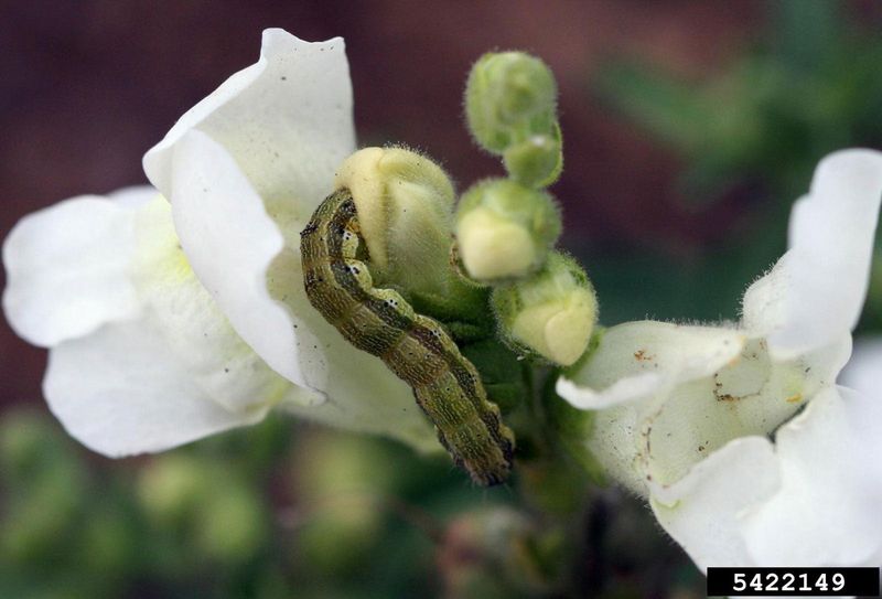 Protect Against Geranium Budworms