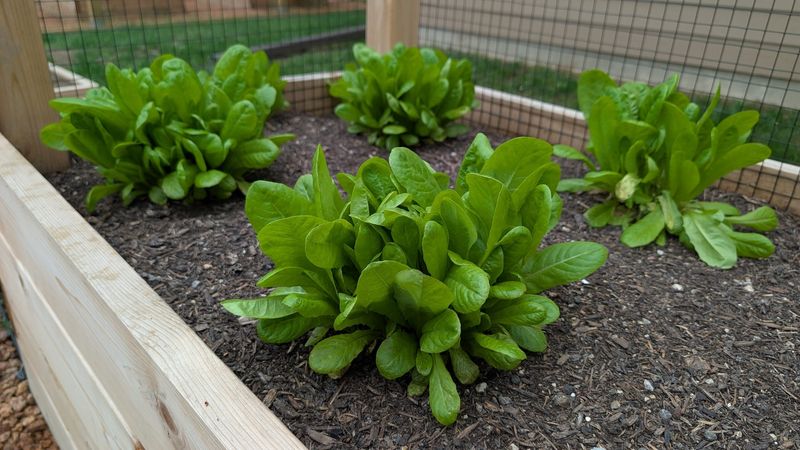 Lettuce For Crisp Fall Salads From The Garden