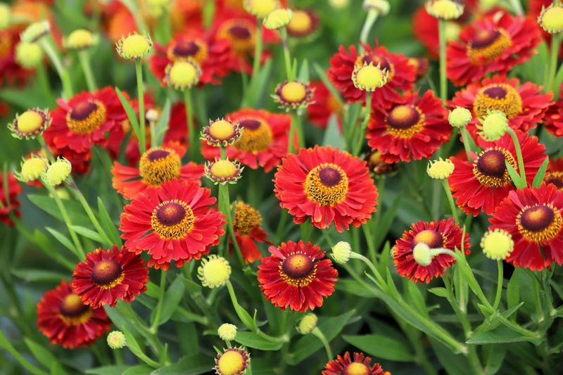 Helenium (Sneezeweed)