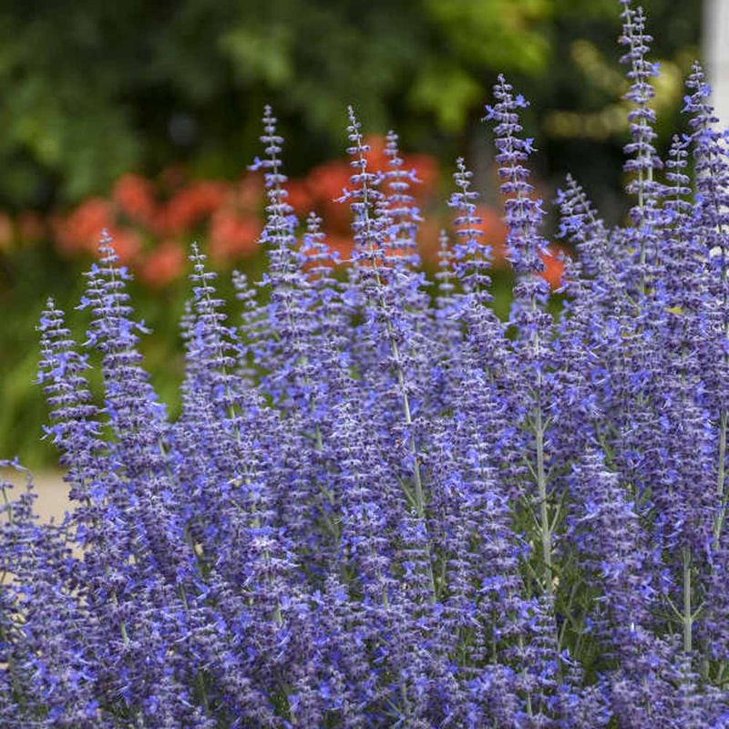 Russian Sage
