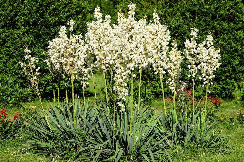 Adam's Needle Yucca (Yucca filamentosa)