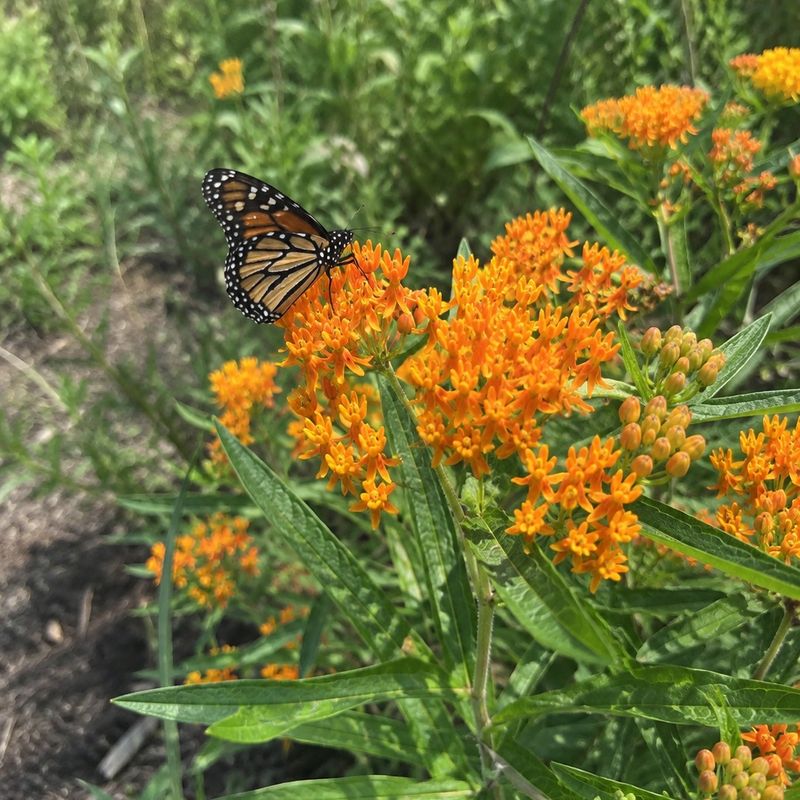 Butterfly Weed
