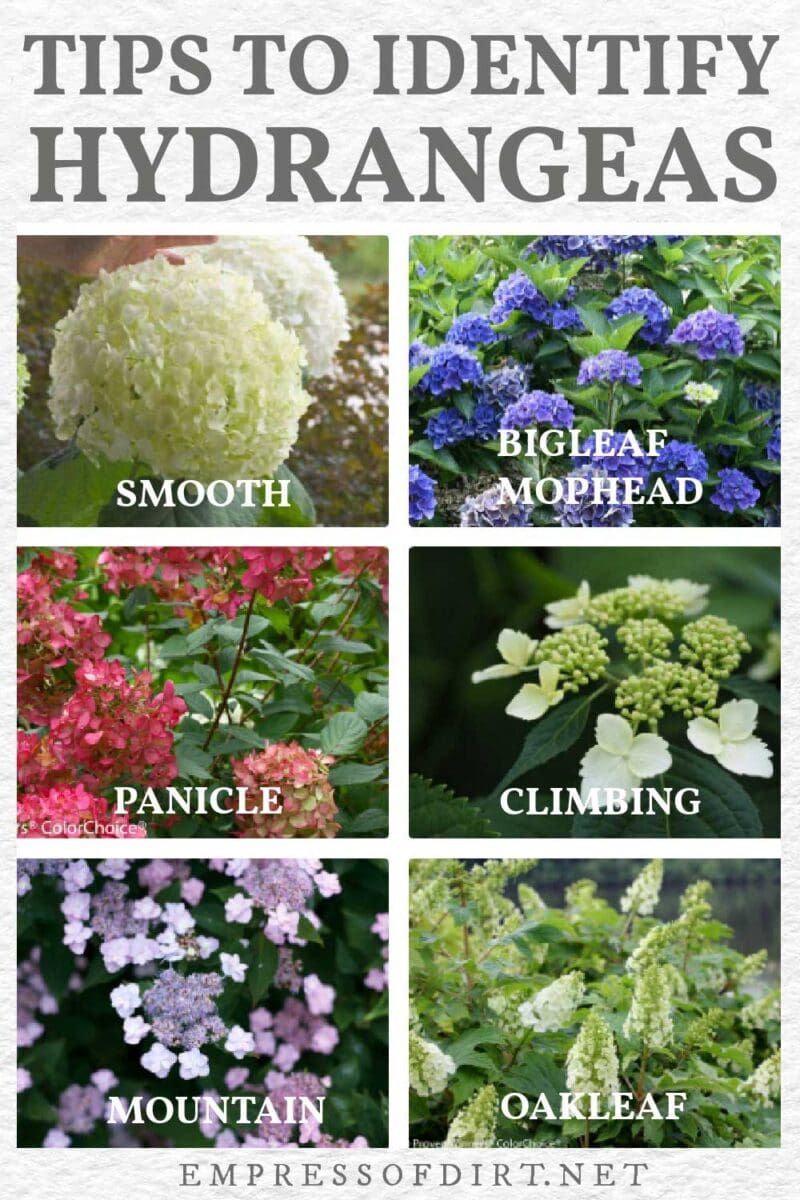 Failing to Identify Your Hydrangea Type