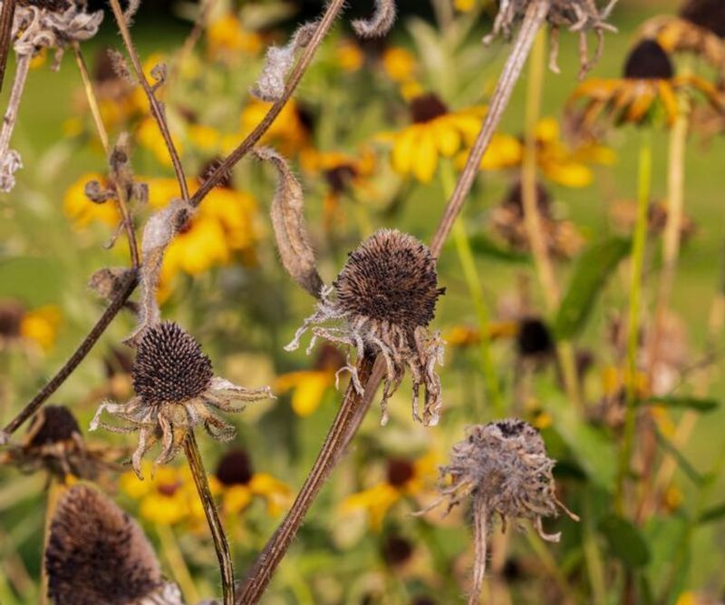 Black-Eyed Susans (Rudbeckia)