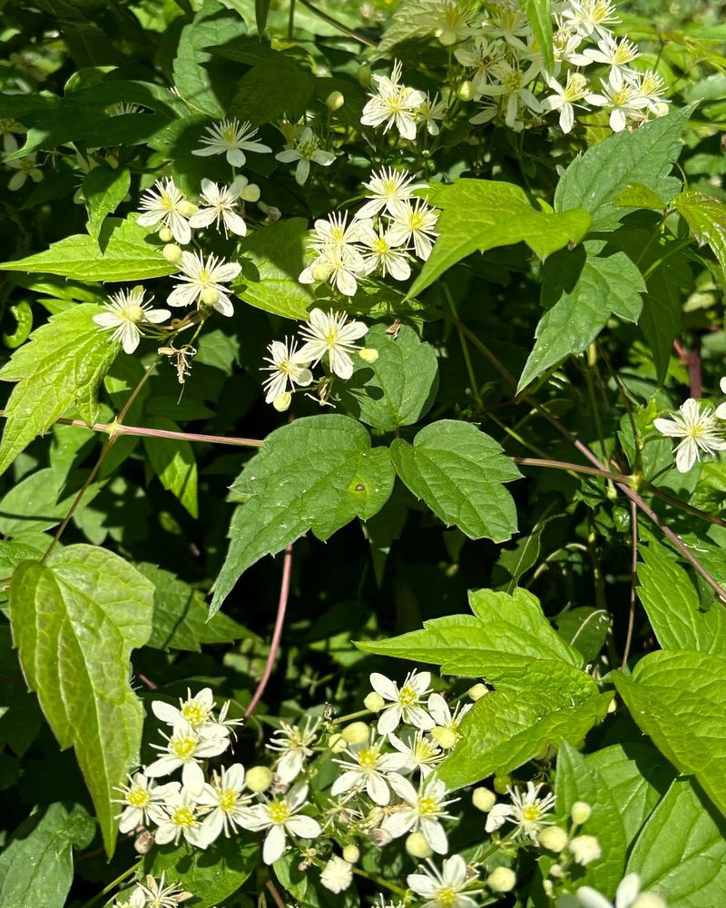 Virgin's Bower (Clematis virginiana)
