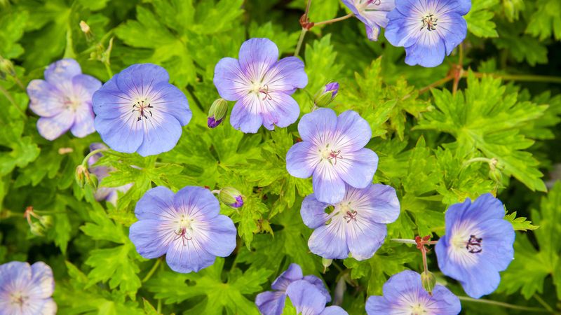 Hardy Geranium (Geranium spp.)
