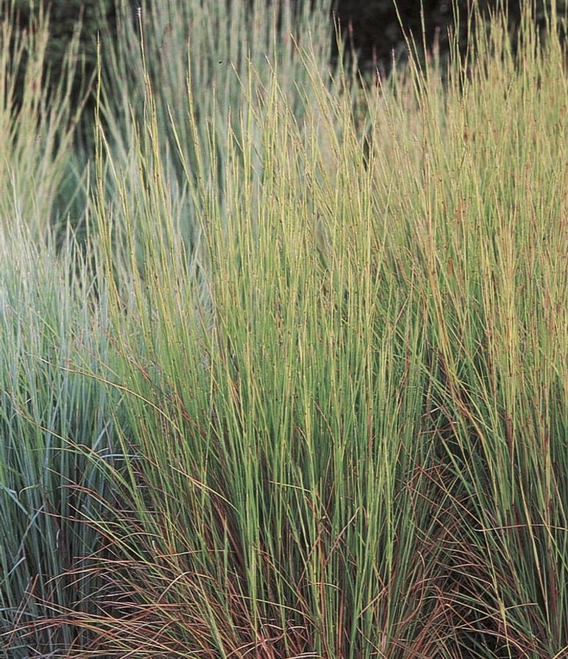 Give the Grass Sun and Well-Drained Soil