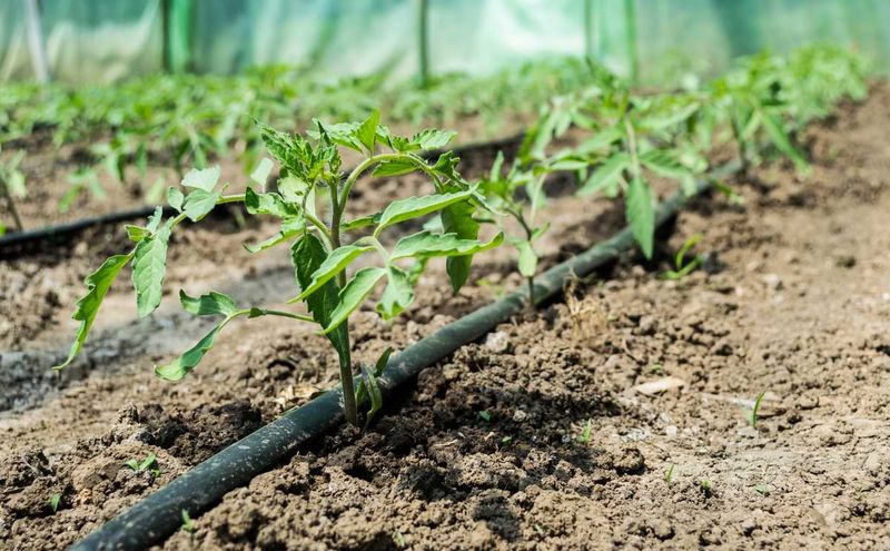 Water by the root zone, not by the calendar
