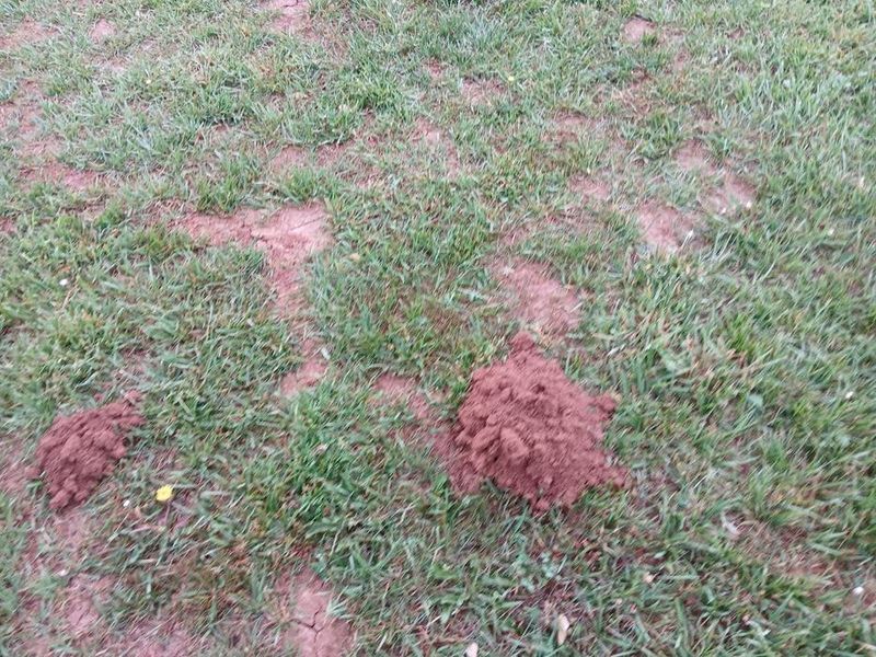 Start with the lightest fix your lawn needs