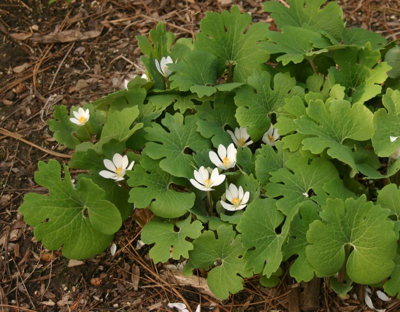 Bloodroot (Sanguinaria canadensis)