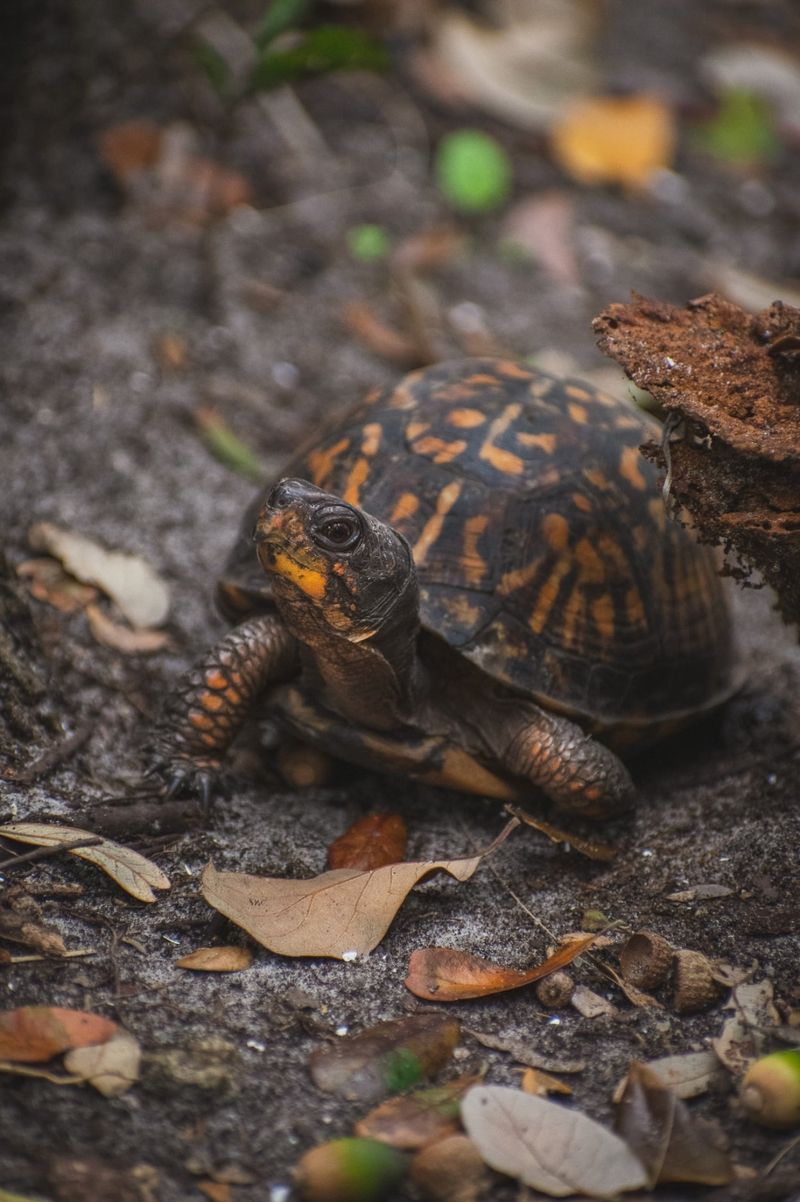 When does a turtle settle in for winter?