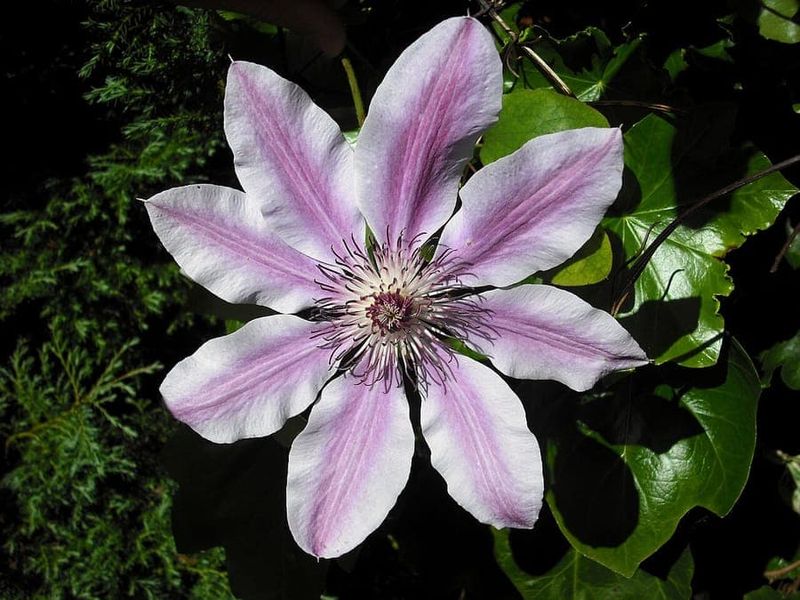 Group 2 can flower on old and new growth