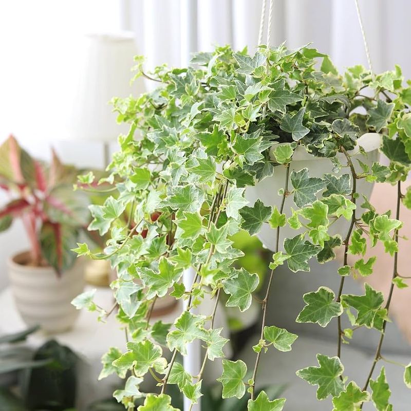 English Ivy