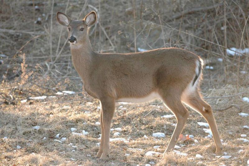The Corner Reveals a Reliable Habitat, Not a Secret Bond