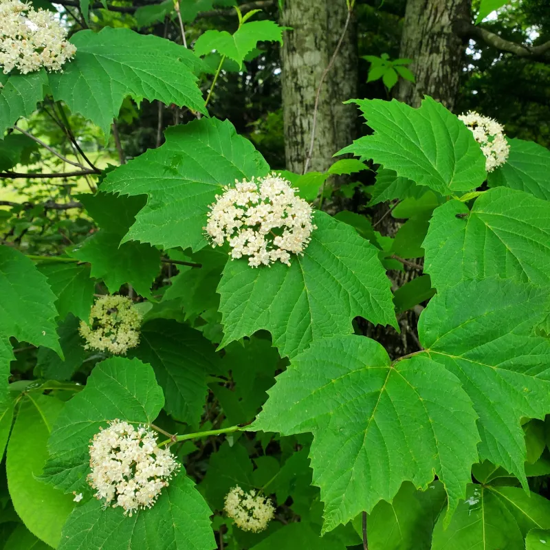 Mapleleaf Viburnum (Viburnum acerifolium)