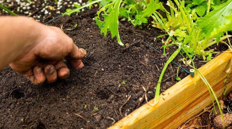Check Soil Moisture Regularly