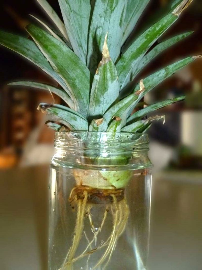 Pineapple Top