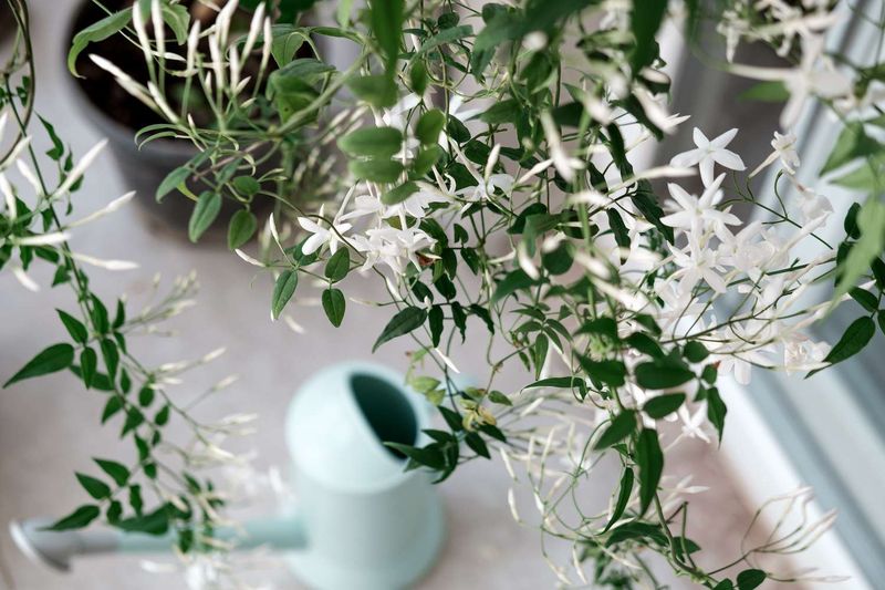 Jasmine
