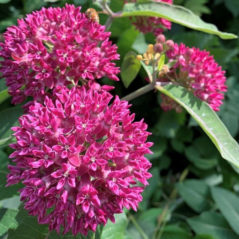 Purple Milkweed (Asclepias purpurascens)