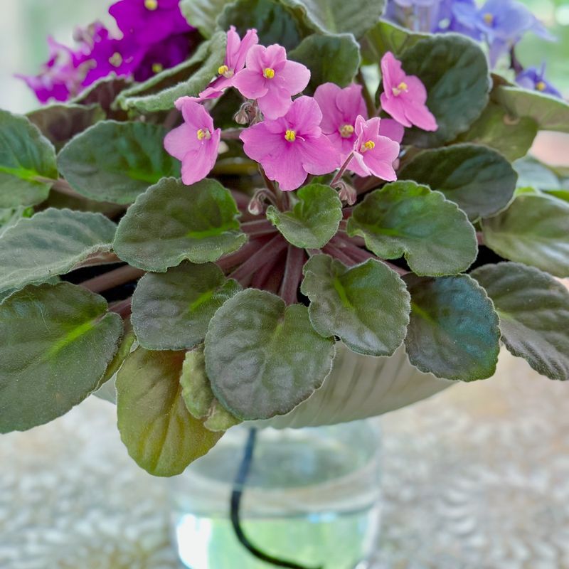 Watering Too Much or Too Little