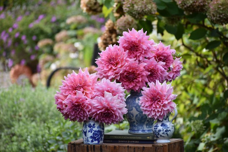 Dahlia