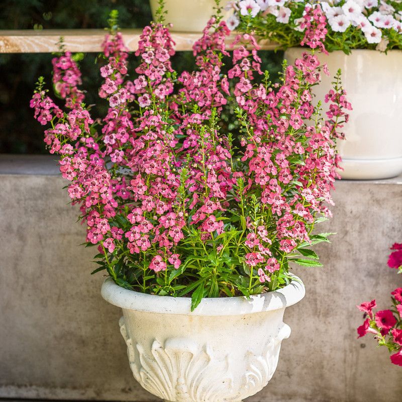 Angelonia (Summer Snapdragon)