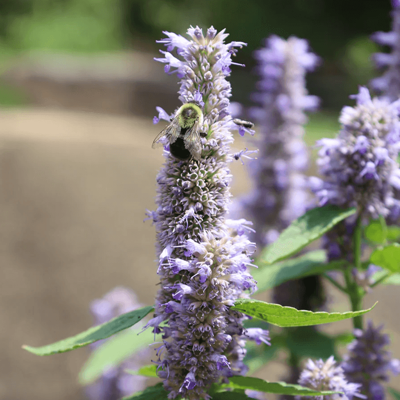 Anise Hyssop (Agastache)