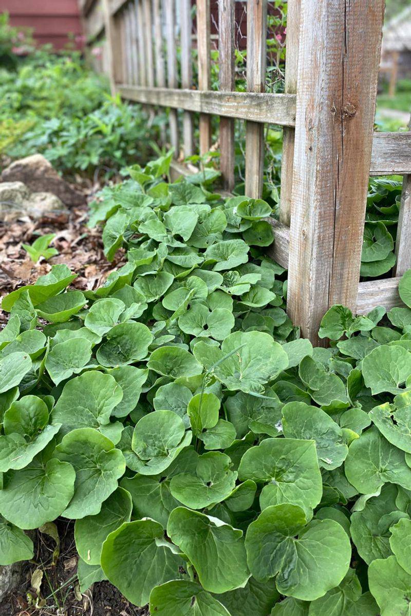 Wild Ginger (Asarum canadense and Hexastylis species)
