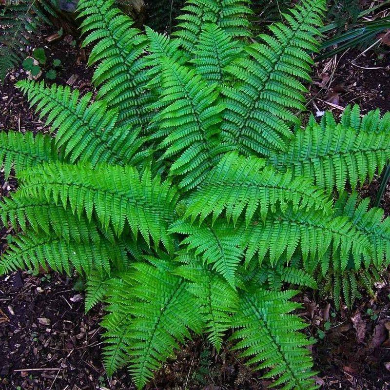 Choose seasonal coverage or evergreen structure