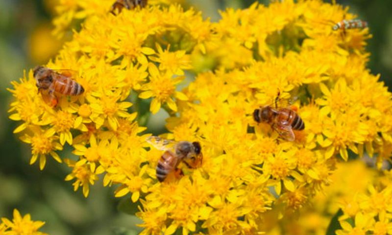 Goldenrod (Solidago)