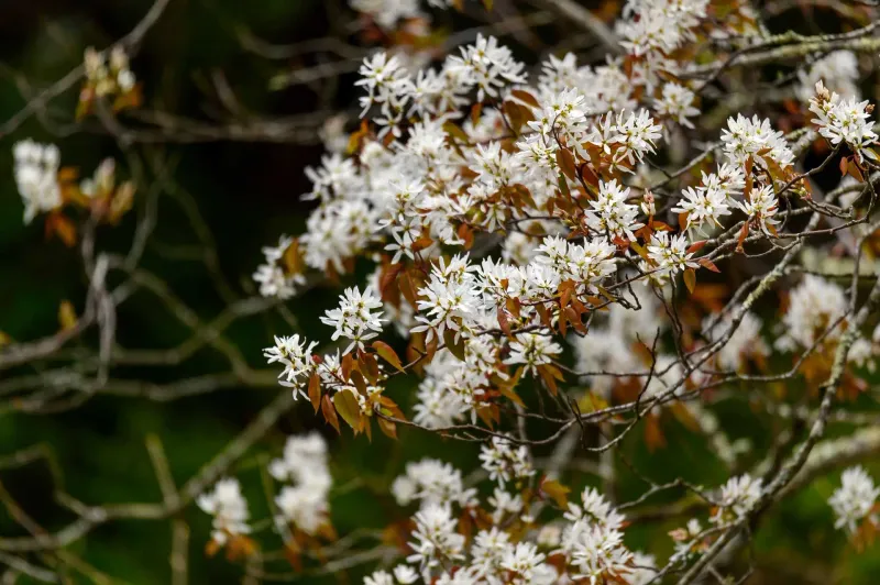 Flowers, fruit, and foliage also support backyard wildlife