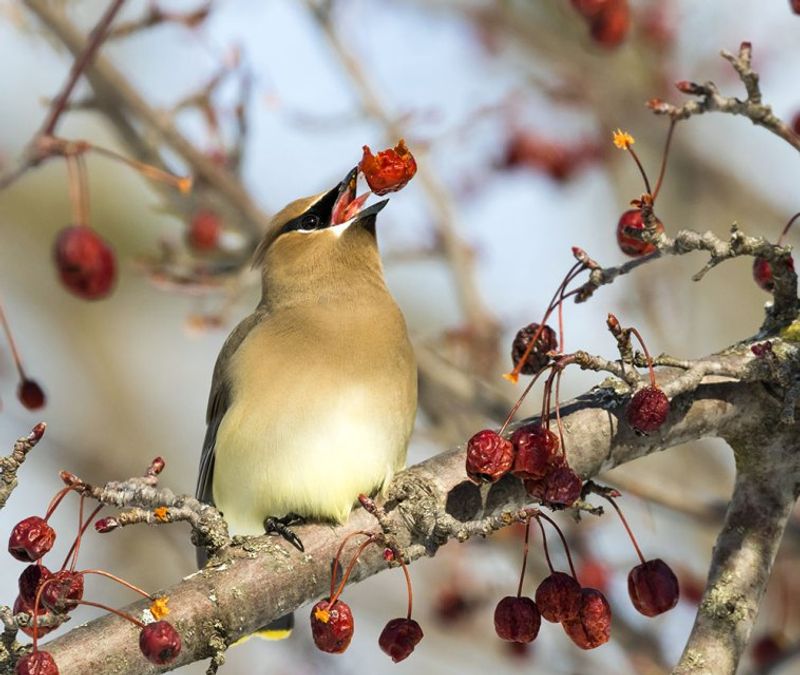 The flock is following fruit, not delivering a full yard report