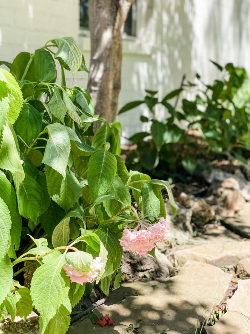 Ignoring a Bad Planting Spot