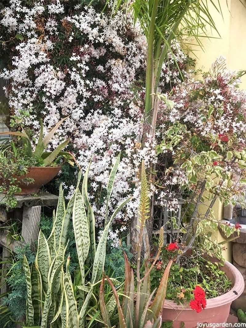 Choose a jasmine that can thrive in your conditions