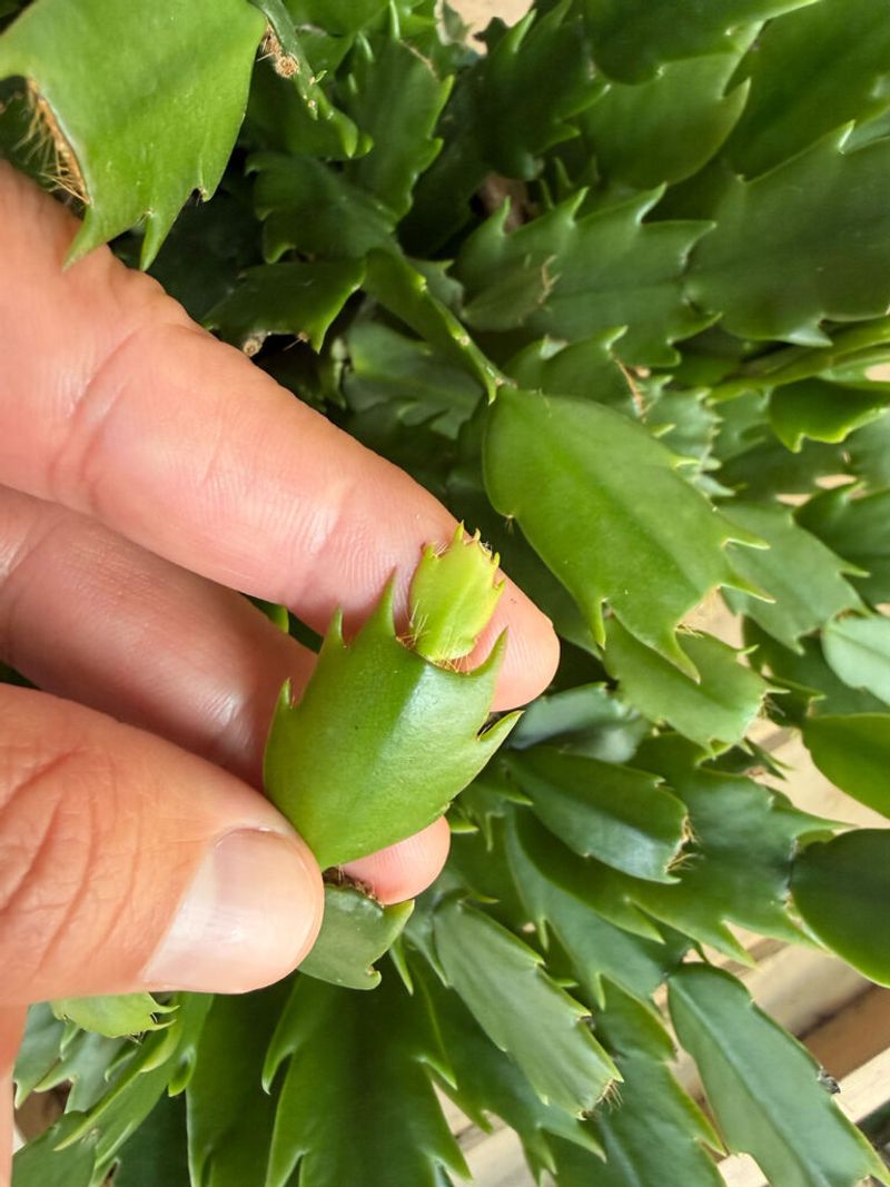 Protect buds once they become visible