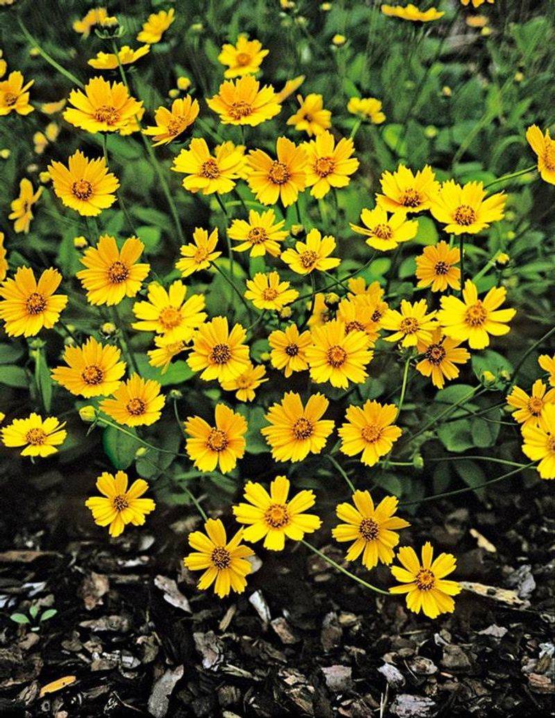 Dwarf Lobed Coreopsis (Coreopsis auriculata 'Nana')