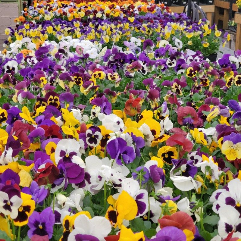 Violas and Pansies