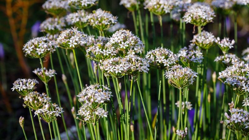Garlic chives need their own middle ground