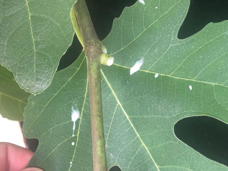 Protect your skin from fig sap