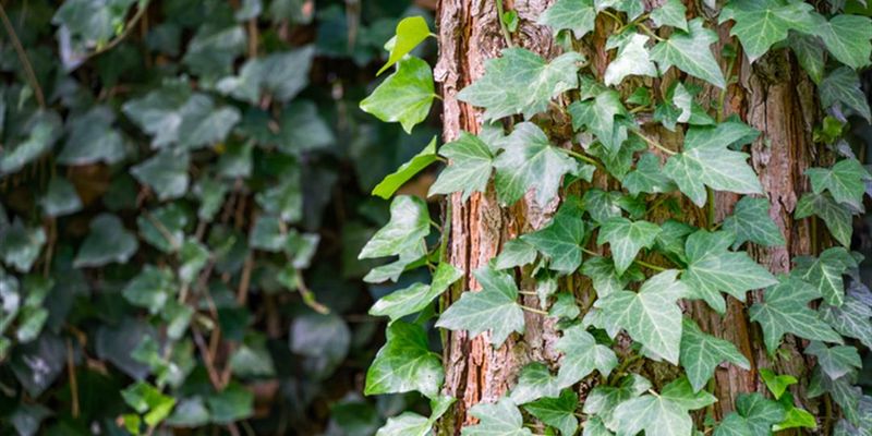 English Ivy (Hedera helix)