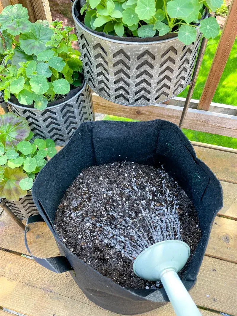 Use a High-Quality, Well-Draining Potting Mix