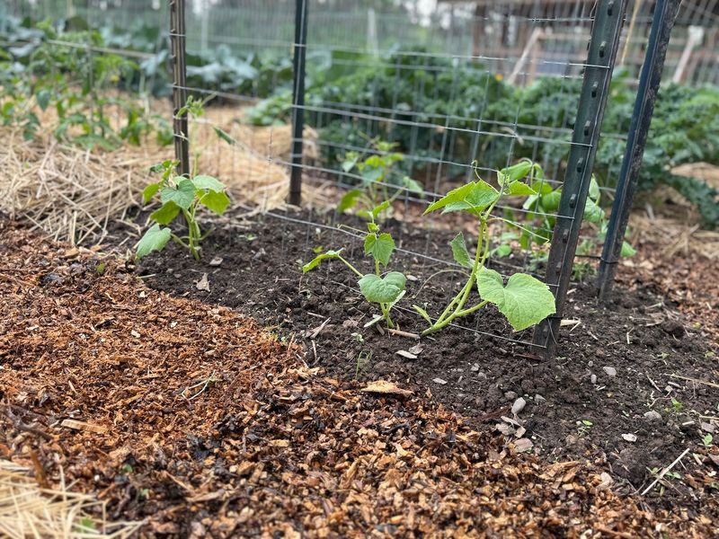 Follow a Diagnosis-First Cucumber Recovery Plan
