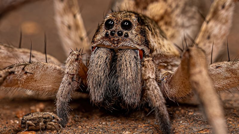 The Night Shift Means Active Hunting, Not Prey-Catching Webs