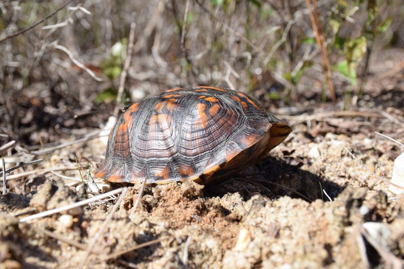 Why Fall Makes Soil Disturbance More Consequential