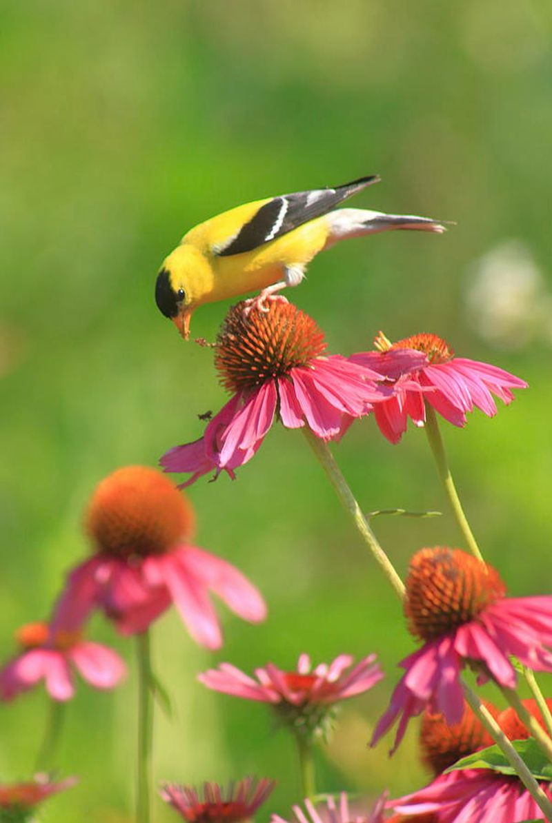 American Goldfinch